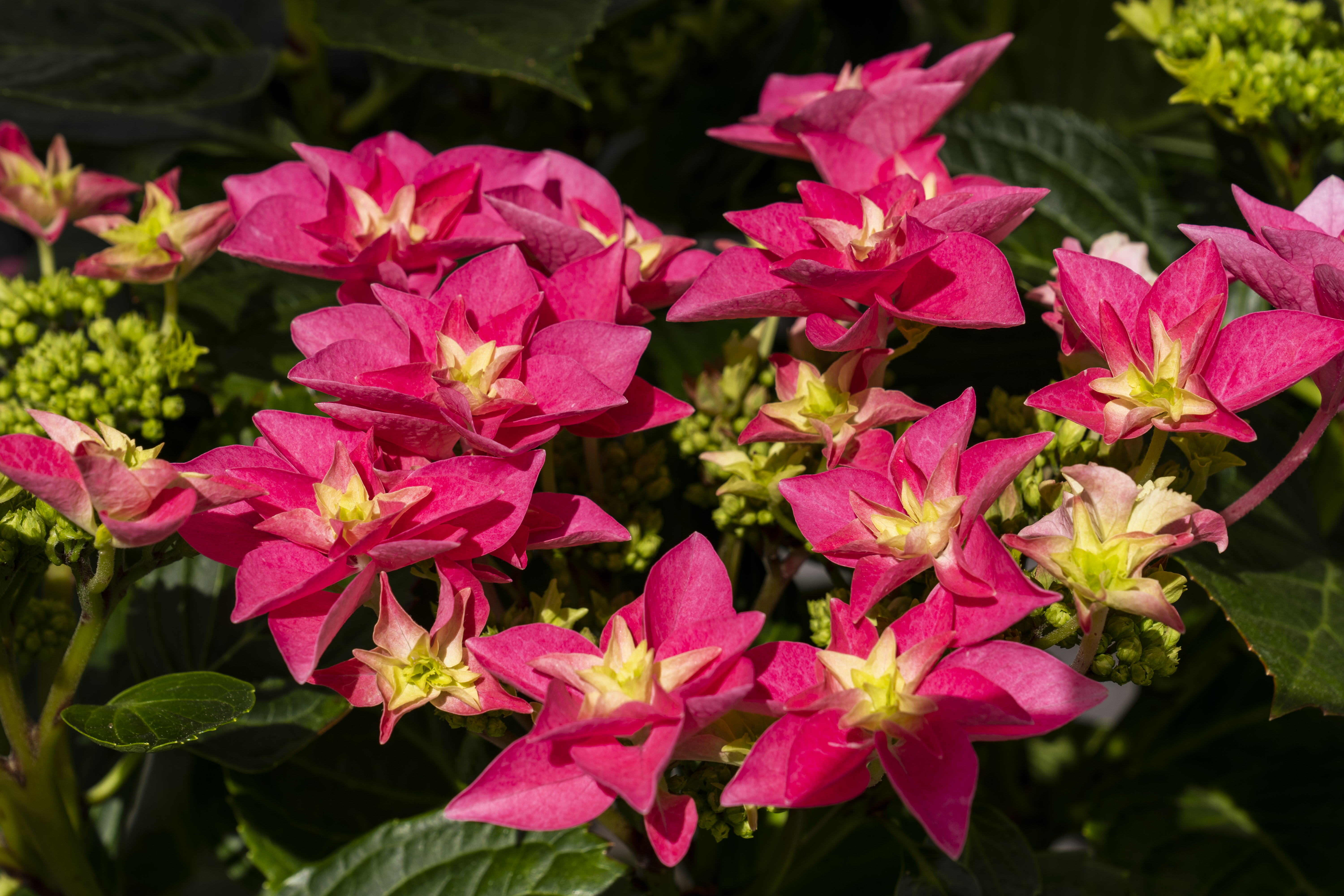 Hortensia's