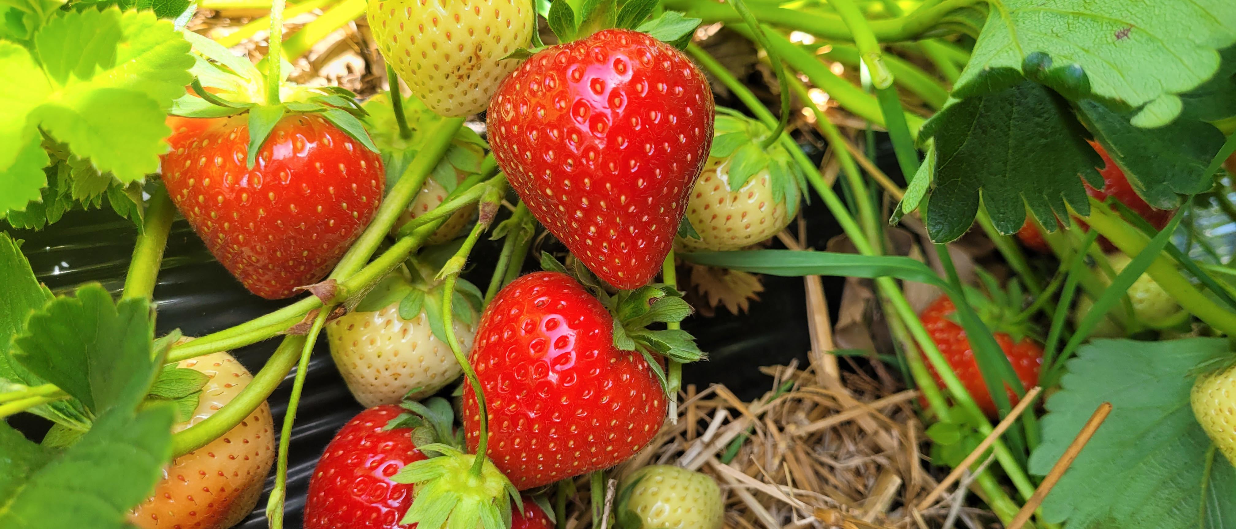 Cadenza