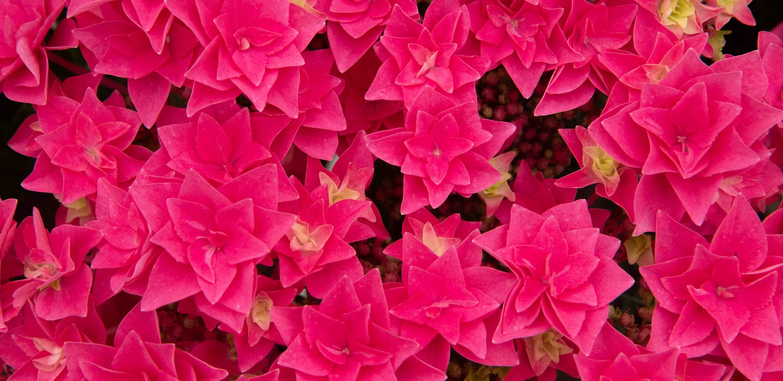 Feather Hot Pink