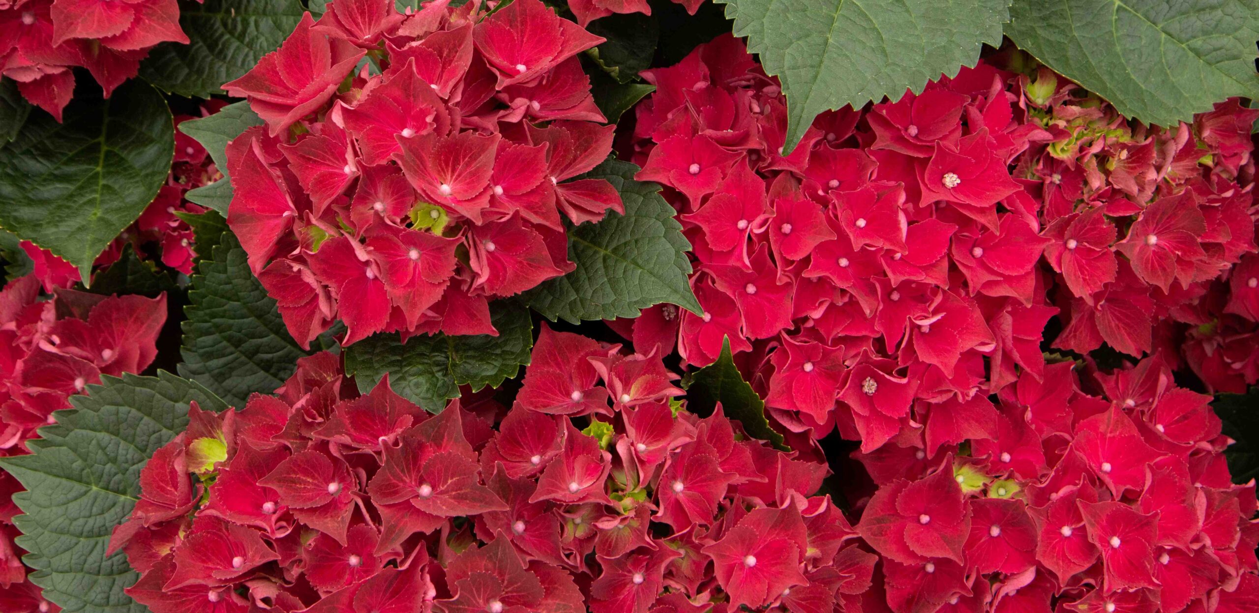 Royal Red